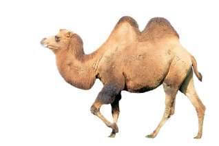 camello